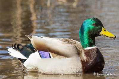 Canard colvert - Mallard