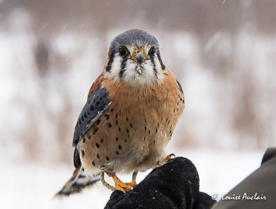 Crécerelle d'Amérique - American Kestrel