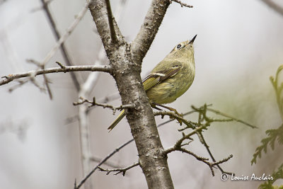 Roitelet  couronne rubis - Ruby-crowned kinglet