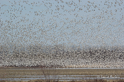 Oies des neiges - Snow Goose