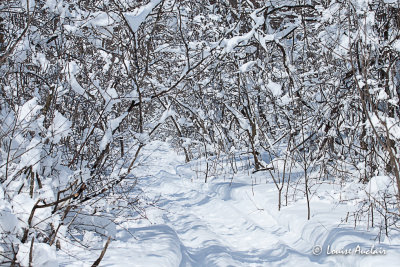 Le sentier des mangeoires 