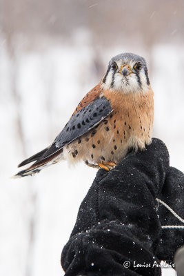 Crcerelle d'Amrique - American Kestrel