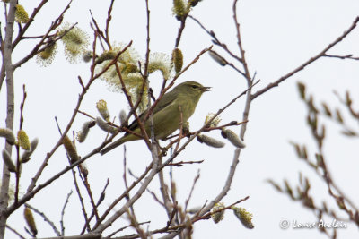 Paruline verdtre - Orange- crowned Warbler