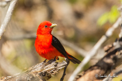 Piranga écarlate - Scarlet Tanager
