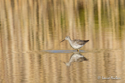 Petit chevalier- Lesser Yellowlegs