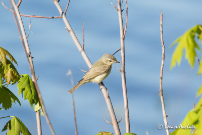 Viro mlodieux - Warbling Vireo