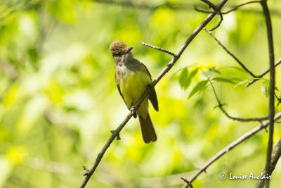 Tyran hupp - Great Crested Flycatcher
