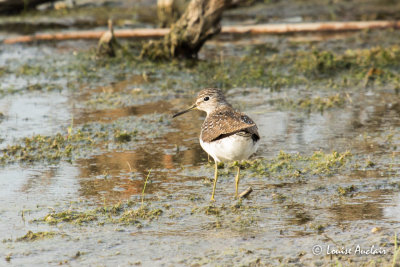 Chevalier grivelé - Spotted Sandpiper