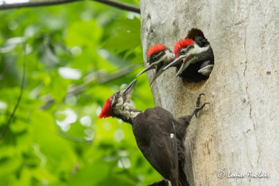 Grand pic - Pileated Woodpecker