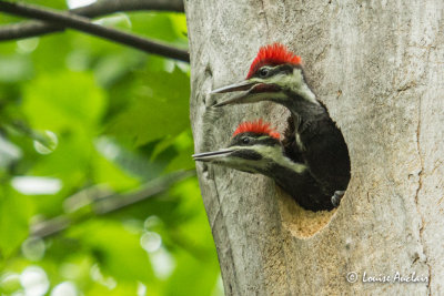 Grand pic juvnile - Pileated Woodpecker