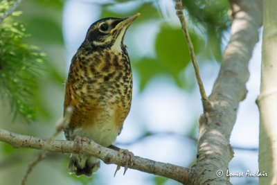 Merle D'Amrique juvnile - American Robin