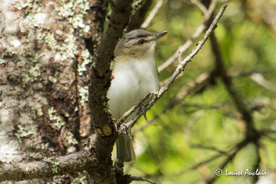 Viro aux yeux rouges - Red-Eyed Vireo
