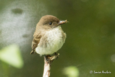 Moucherolle phbi - Eastern Phoebe