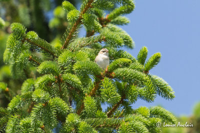 Bruant des plaines - Clay-colored Sparrow