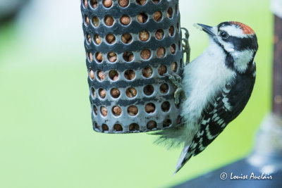 Pic mineur juvnile - Downy Woodpecker