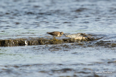 Bécasseau minuscule - Least Sandpiper