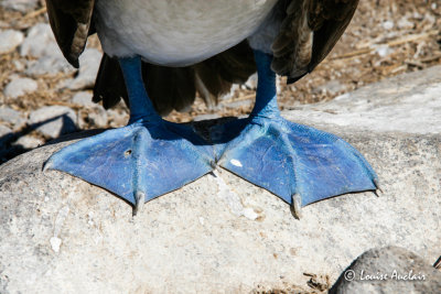 Fou aux pieds bleus - Blue-footed Booby