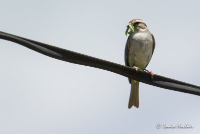 Bruant familier - Chipping Sparrow