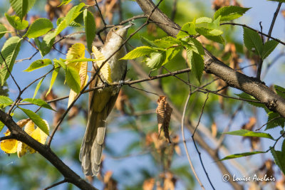 Coulicou  bec noir juvnile - Black-billed Cuckoo