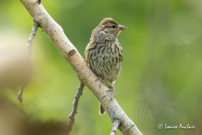 Bruant familier juvnile - Chipping Sparrow