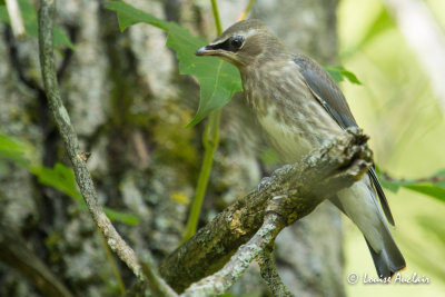 Jaseur d'Amérique juvénile - Cedar Waxwing