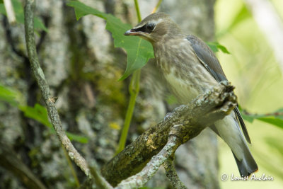 Jaseur d'Amrique juvnile - Cedar Waxwing