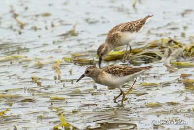 Bécasseau minuscule - Least Sandpiper