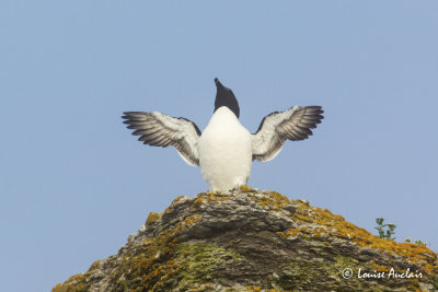 Petit pingouin - Razorbill