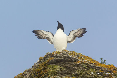 Petit pingouin - Razorbill 