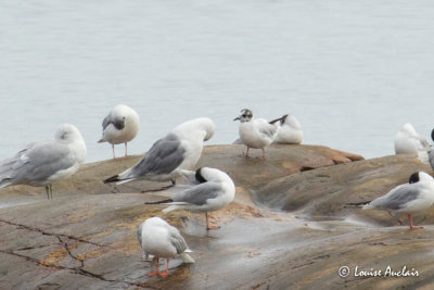 Mouette pygmée - Little Gull