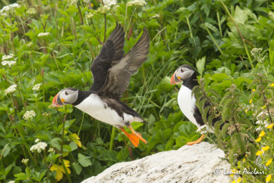 Macareux  moine - Atlantic Puffin