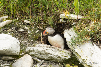 Macareux  moine - Atlantic Puffin