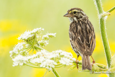 Bruant des prs -Savannah Sparrow