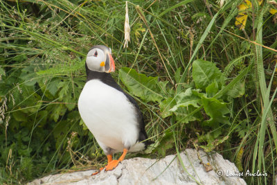 Macareux  moine - Atlantic Puffin