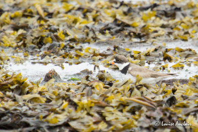 Pluvier semipalm - Semipalmated Plover