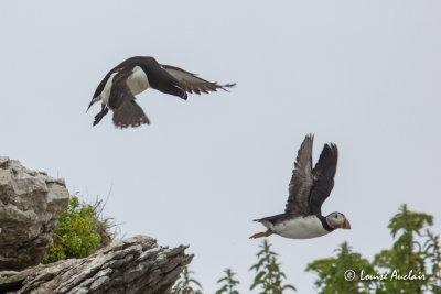 Petit pingouin - Razorbill et Macareux moine - Atlantic Puffin