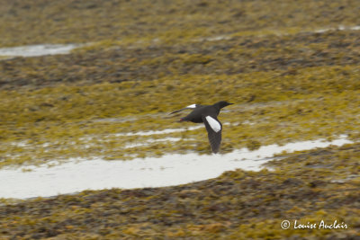 Guiilemot à miroir - Black Guillemot
