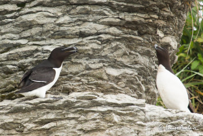 Petit pingouin - Razorbill