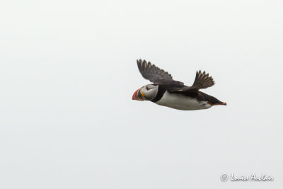 Macareux  moine - Atlantic Puffin