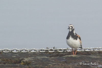 Tournepierre à collier - Ruddy Turnstone