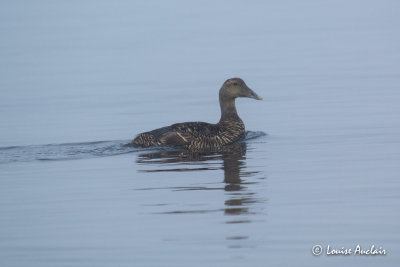 Eider à duvet - Common Eider
