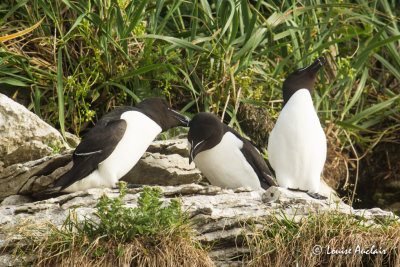 Petit pingouin - Razorbill 