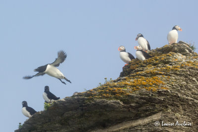 Petit pingouin - Razorbill et Macareux moine - Atlantic Puffin