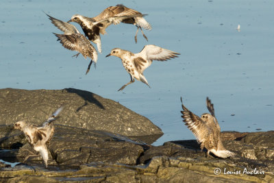 Pluvier argent - Black-bellied Plover