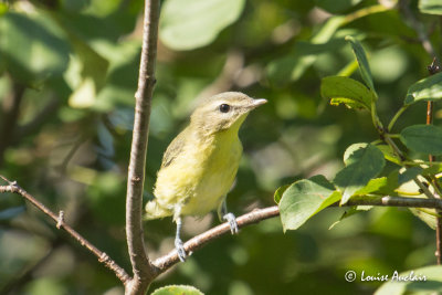 Viro de Philadelphie - Philadelphia Vireo