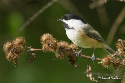 Mésange à tête noire - Black-capped Chickadee