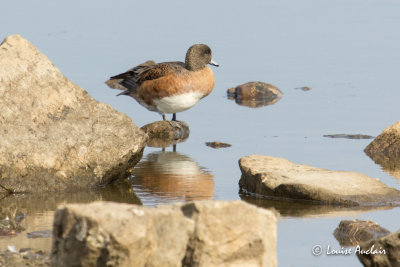 canard d'Amrique - American Wigeon