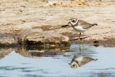 Pluvier semipalmé - Semipalmated Plover