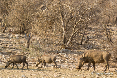 Phacochère - Common  Warthog