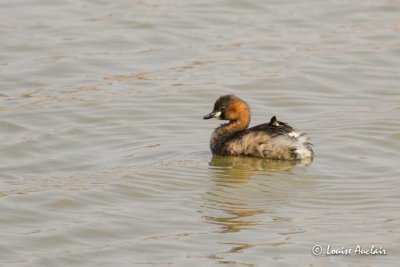 Grèbe castagneux - Little Grebe